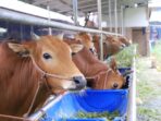 Ini Tips Memilih Hewan Kurban Terbaik